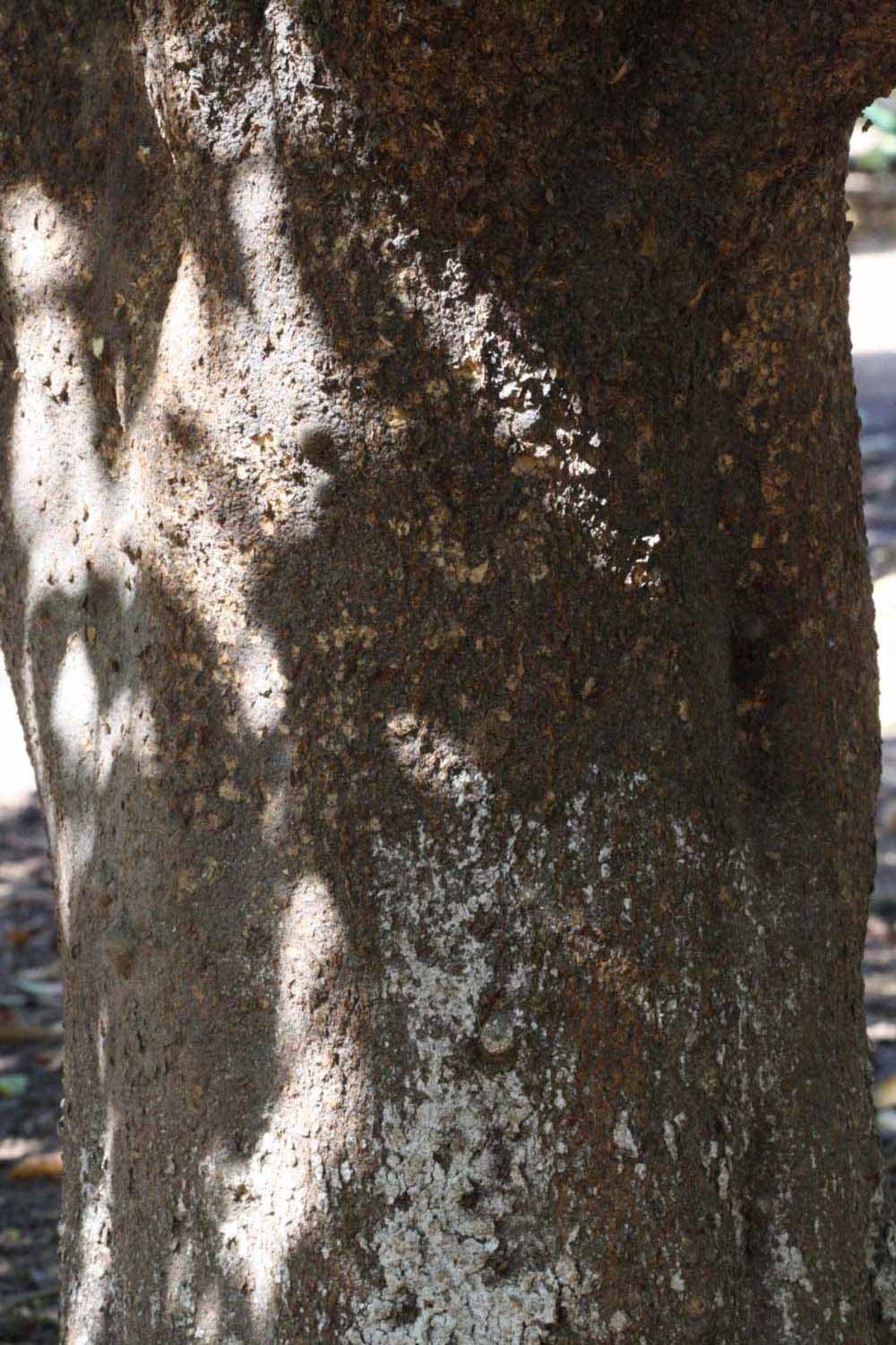            Bark (Riverside, CA)   